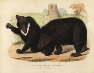 Oso perezoso, Melursus ursinus. Vulnerable