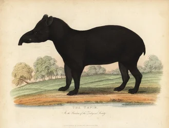 Tapir sudamericano, Tapirus terrestris, vulnerable