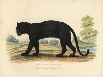 El leopardo negro, Panthera pardus.