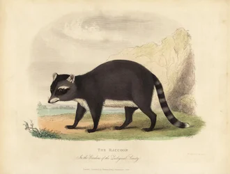 El mapache, Procyon lotor