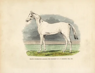 Caballo árabe de pura raza Imaum
