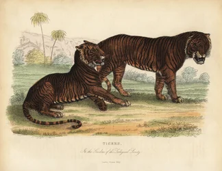 Tigre, Panthera tigris, en peligro de extinción.