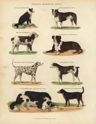 Perros domésticos útiles, Canis lupus familiaris