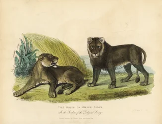 Leones blancos o plateados, Panthera leo melanochaita