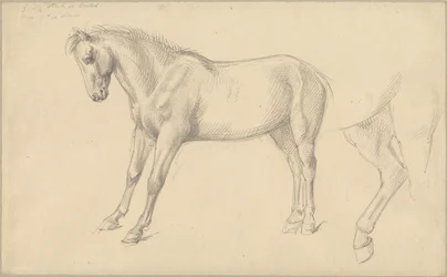Estudios de un pony