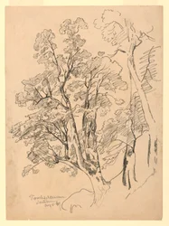 Estudio de follaje, Trachselwald, Berna, Suiza