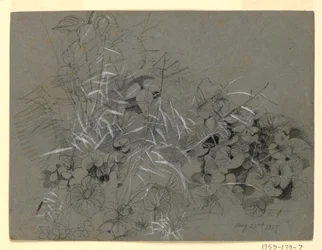 Estudio de hojas de violeta y hierba