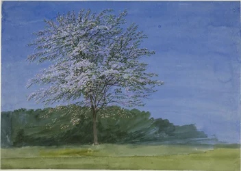 Estudio de un árbol en flor