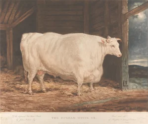 El buey blanco de Durham / De la raza mejorada Tees Water, / por John Nesham, Esqr. / Criado y alimentado / en Houghton le Spring, Durham