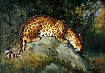 Un leopardo agazapado en una roca