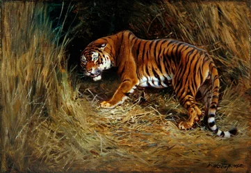 Un tigre merodeador