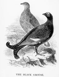 El urogallo negro, ilustración de «A History of British Birds» de William Yarrell, publicado por primera vez en 1843