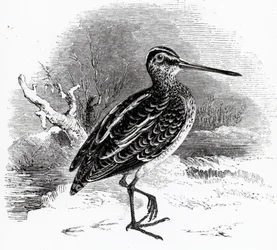 La agachadiza común, ilustración de 