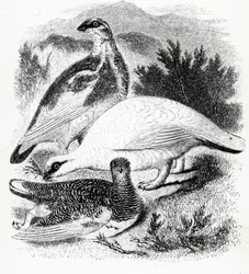 El Lagópodo, ilustración de 