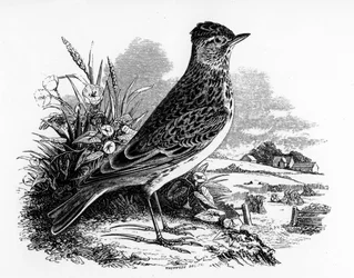 La alondra, ilustración de 