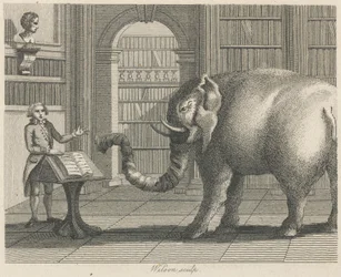 El elefante y el librero