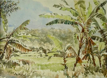 740 árboles de plátano, Ramboda