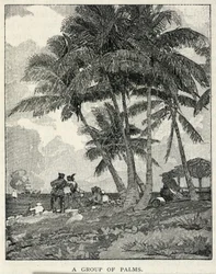 Un grupo de palmeras, de The Century Magazine, febrero de 1887