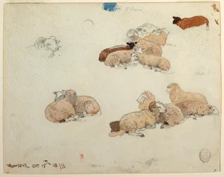 Dibujo, Ovejas descansando, 15 de octubre de 1878