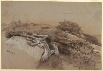 Dibujo, Estudio de las raíces de un árbol, Prout