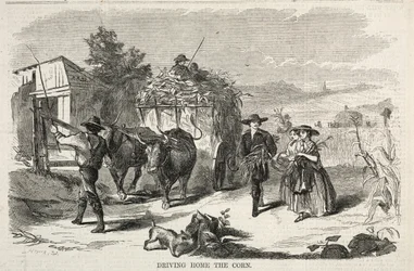 Llevando el maíz a casa, 1858