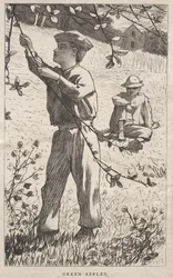 Manzanas verdes