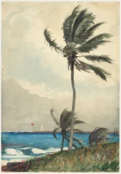 Palmera, Nassau