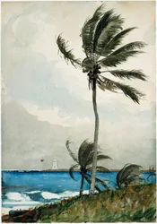 Palmera, Nassau