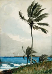 Palmera, Nassau, 1898