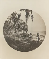 Palmera y escena de playa, costa de Florida, c.1904