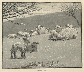 Spring Lamb, de Scribner