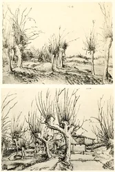 Paisajes con árboles de sauce