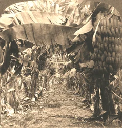 En el corazón de una plantación de bananos, Islas Hawaianas, 1901