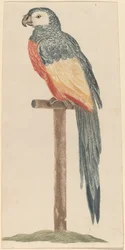 Loro, 1680s-1690s