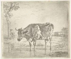 La vaca que bebe
