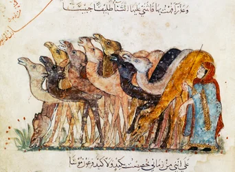 Ms Ar 5847 f.101, Manada de camellos, de «Al Maqamat» (Las reuniones) de Al Hariri, hacia 1240