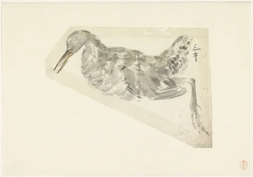 Pájaro de agua muerto