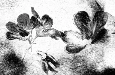 Elegante dibujo floral