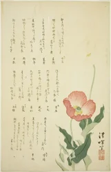 Dos amapolas