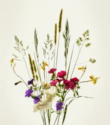 Vibrante ramo de flores de prado