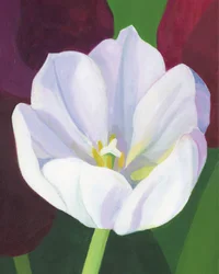 Elegante tulipán blanco