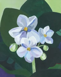 Violetas africanas frescas