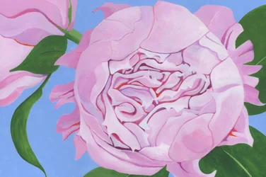 Flor de peonía rosa