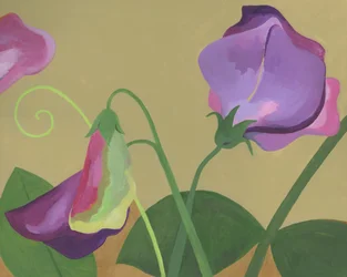 Flores de guisante de olor moradas