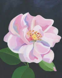 Rosa suave