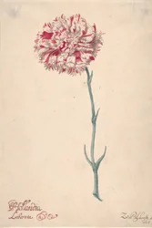 Un clavel Hollandia Liberata, 1675