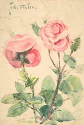 Dos Rosas, ca. 1884-1904