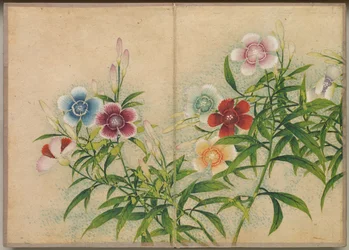 Álbum de escritorio: Pinturas de flores y pájaros, claveles, siglo XVIII