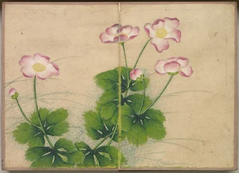 Álbum de escritorio: Pinturas de flores y aves, flores de malva, siglo XVIII