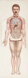Figuras anatómicas Los órganos internos, finales del siglo XIX-principios del siglo XX